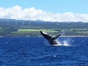 north shore catamaran whale watching cruise